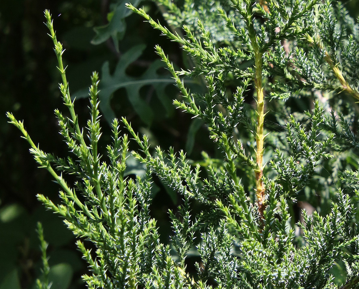 Image of Juniperus foetidissima specimen.