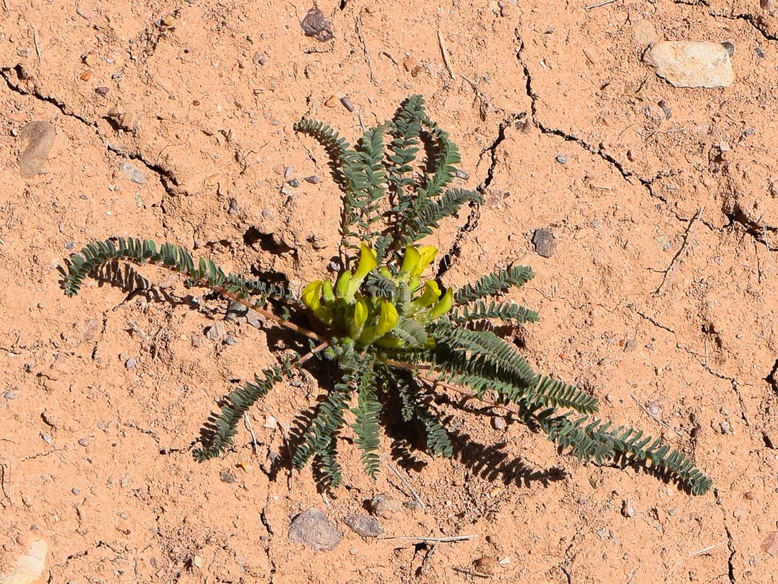 Изображение особи Astragalus atrovinosus.