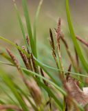 Carex digitata. Соцветия и части листьев. Краснодарский край, Крымский р-н, окр. станицы Неберджаевская, дубово-грабовый лес. 22.03.2025.