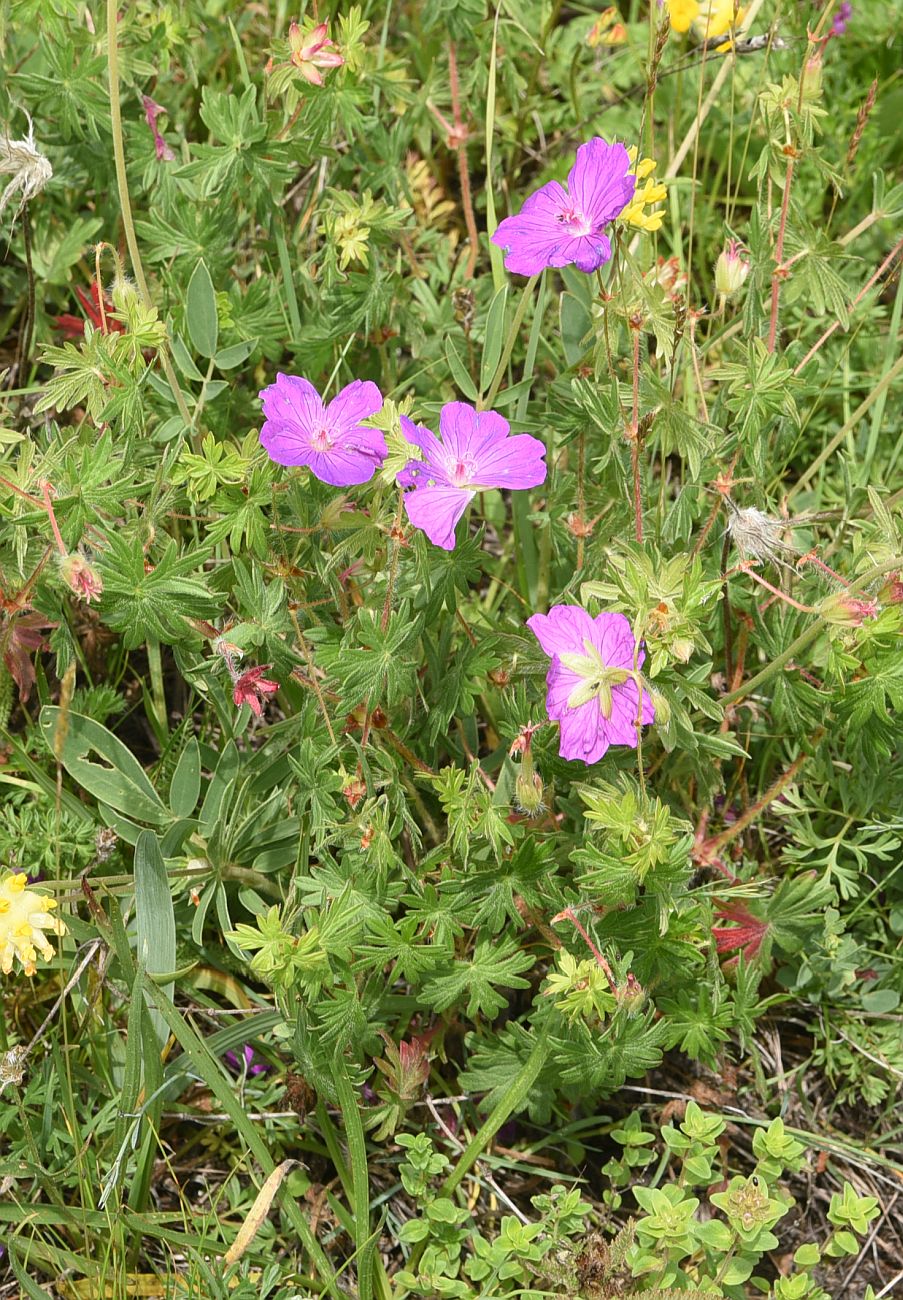 Image of Geranium sanguineum specimen.