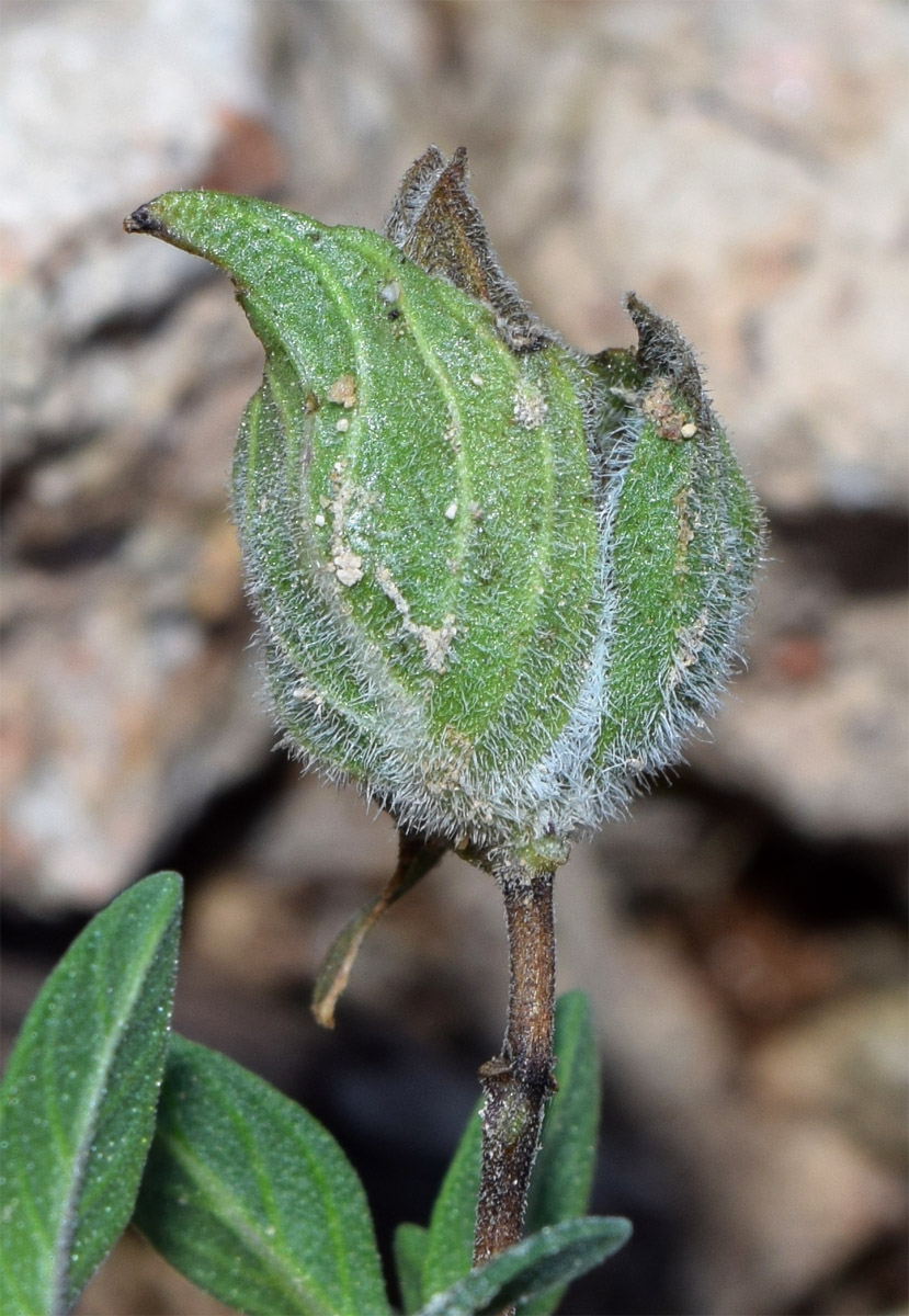 Изображение особи Ziziphora pedicellata.