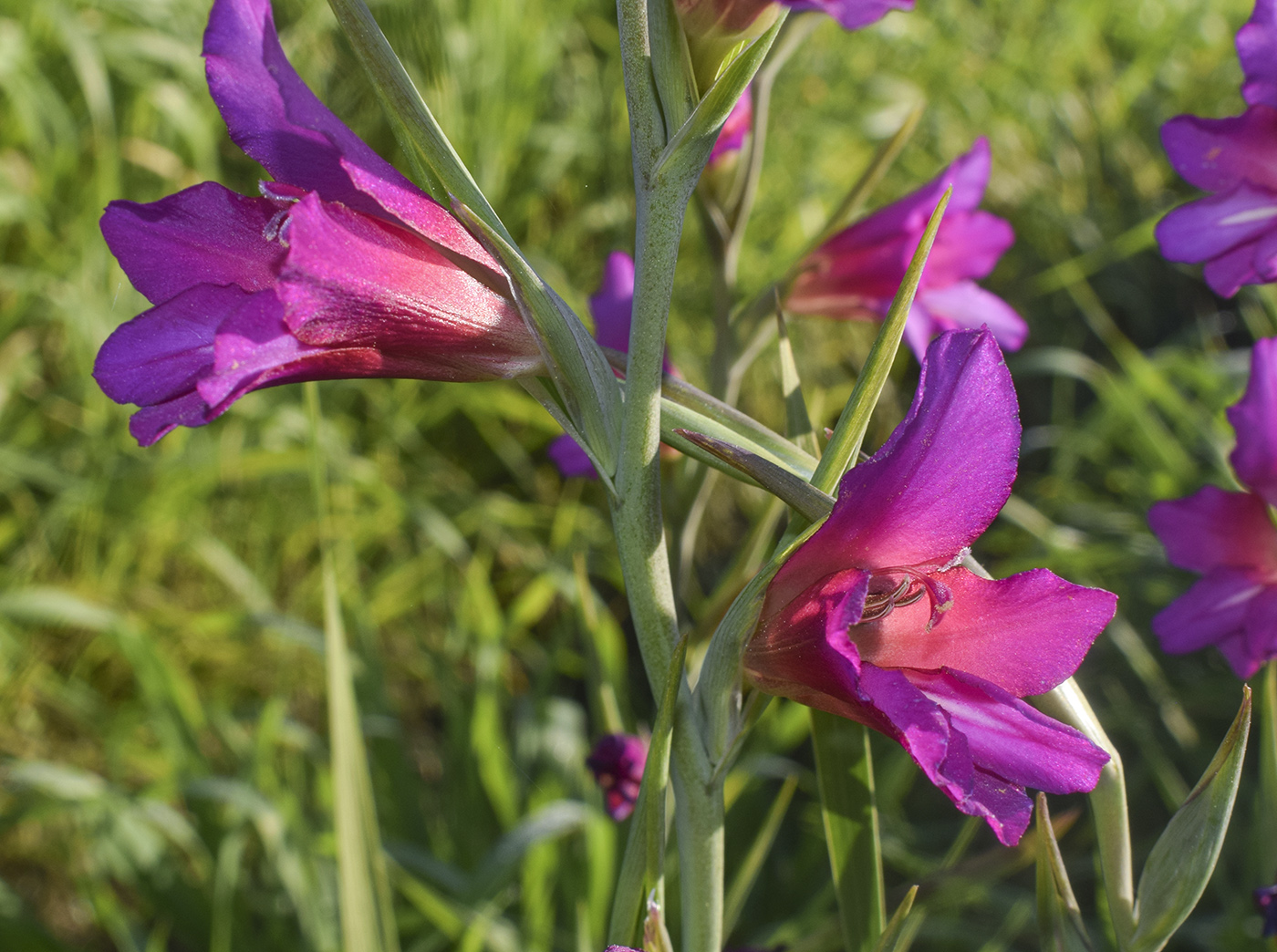 Изображение особи Gladiolus italicus.