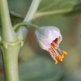 Смотреть изображение Zygophyllum fabago