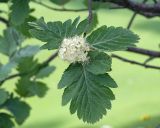 View full-size image Sorbus caucasica