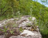 View full-size image Potentilla recta
