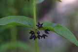 View full-size image genus Vincetoxicum