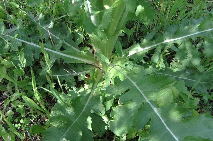 Изображение особи Dipsacus laciniatus.