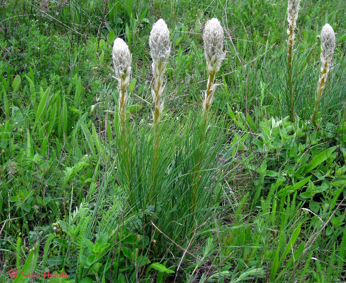 Image of Asphodeline taurica specimen.