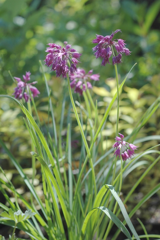 Image of Allium cyathophorum var. farreri specimen.