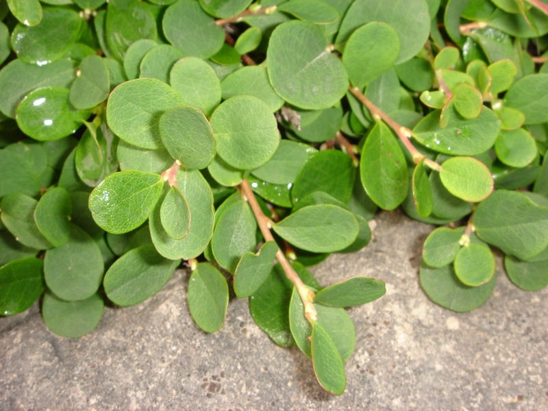 Image of genus Vaccinium specimen.