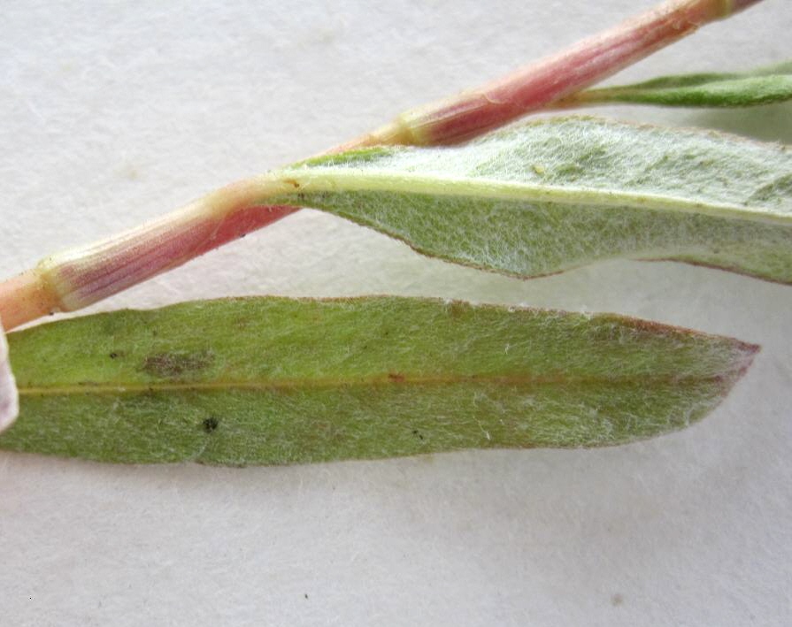 Image of Persicaria lapathifolia specimen.