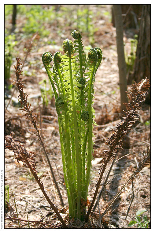 Image of Matteuccia struthiopteris specimen.