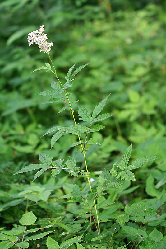 Изображение особи Filipendula ulmaria.