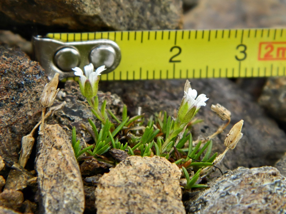 Image of genus Minuartia specimen.