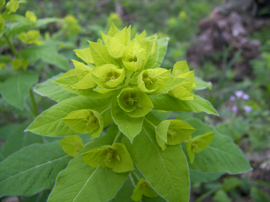 Изображение особи Euphorbia squamosa.