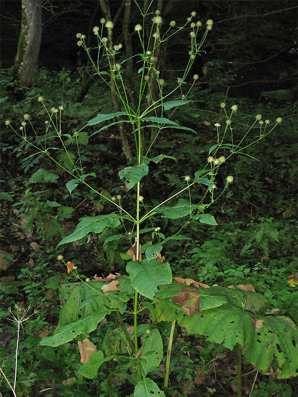 Image of Dipsacus pilosus specimen.