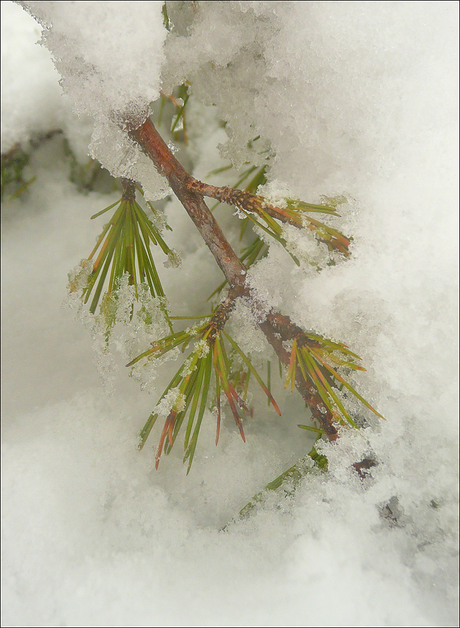 Image of Cedrus deodara specimen.