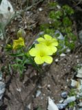 Linum nodiflorum