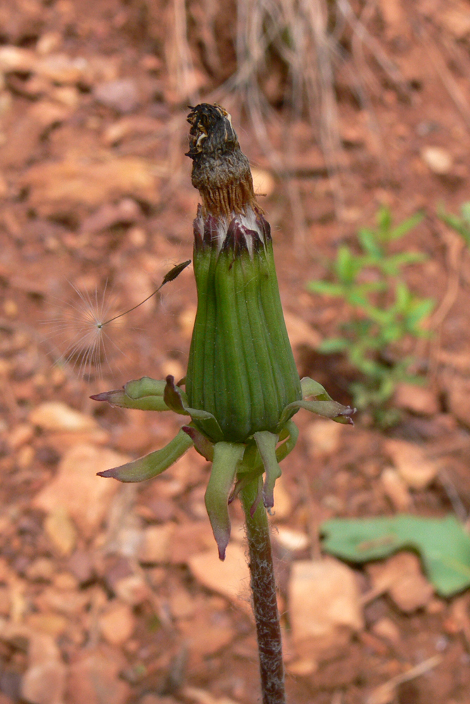 Image of Taraxacum marklundii specimen.