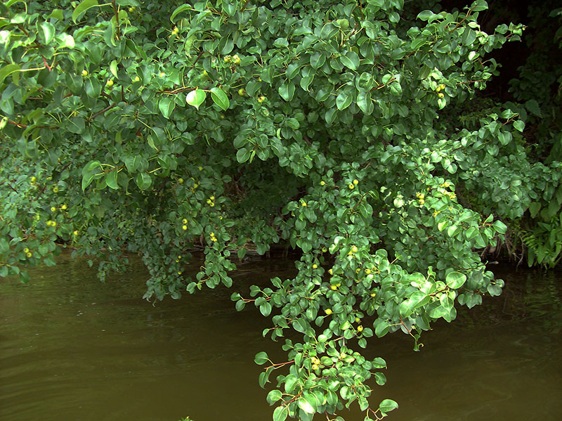 Image of Pyrus pyraster specimen.