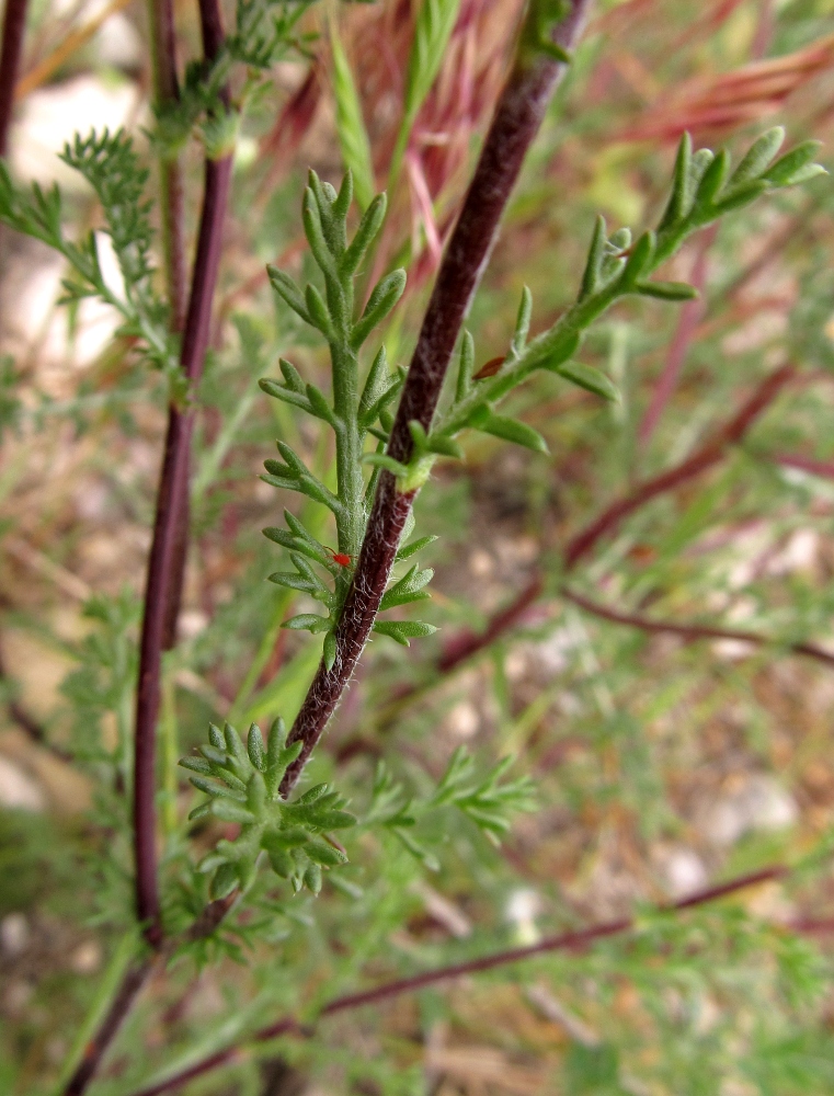 Image of Anacyclus valentinus specimen.