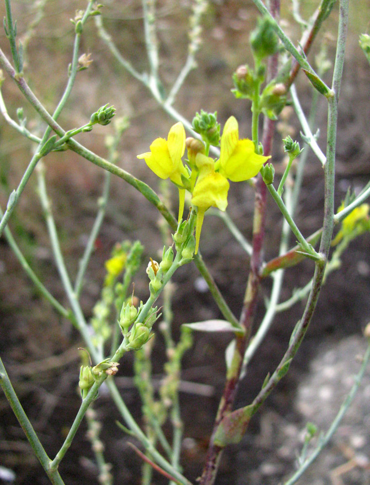 Image of Linaria genistifolia specimen.