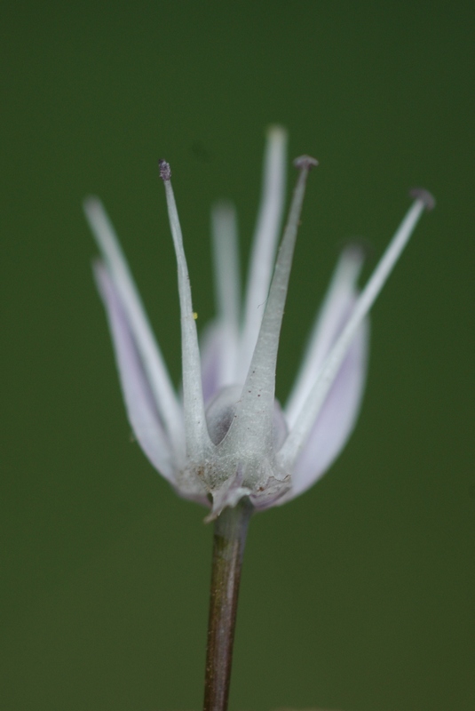 Image of Allium ledebourianum specimen.