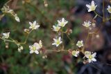 Saxifraga spinulosa