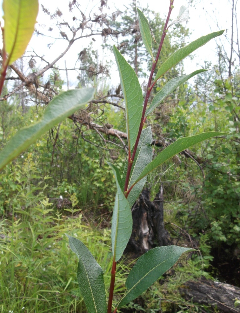 Изображение особи Salix phylicifolia.