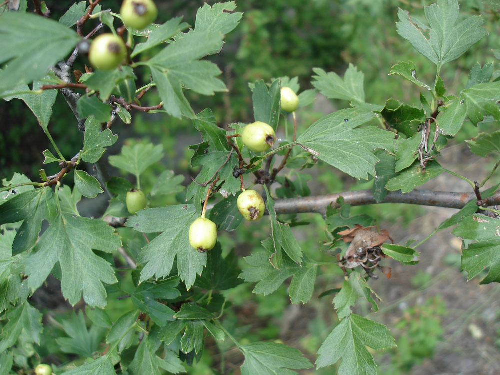 Изображение особи род Crataegus.