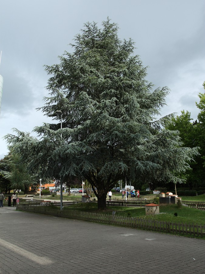 Image of Cedrus atlantica specimen.