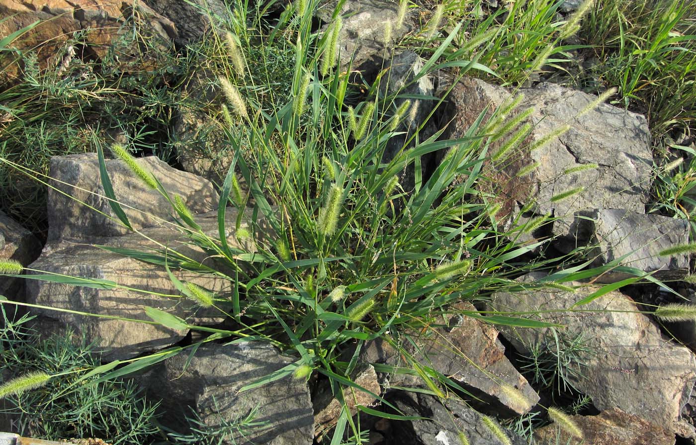 Image of Setaria viridis specimen.