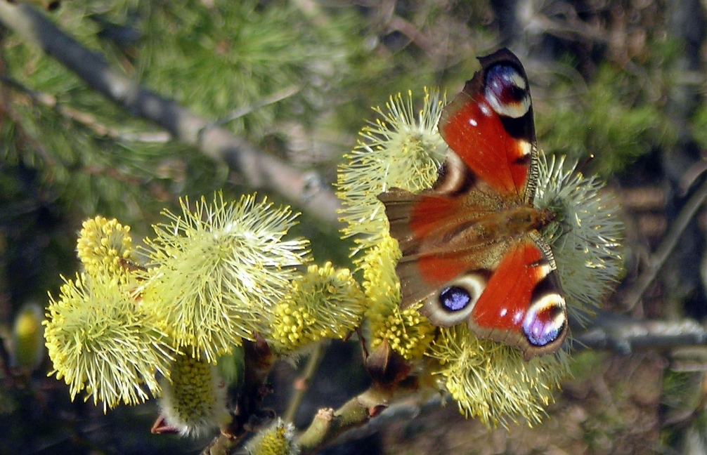 Изображение особи Salix caprea.