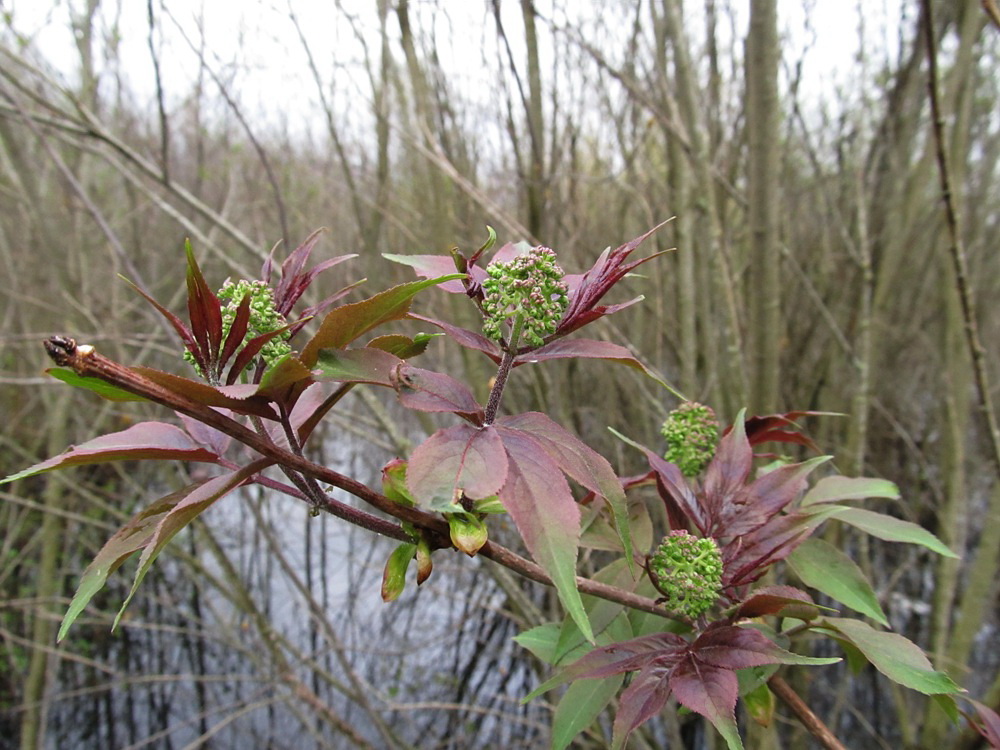 Image of Sambucus racemosa specimen.