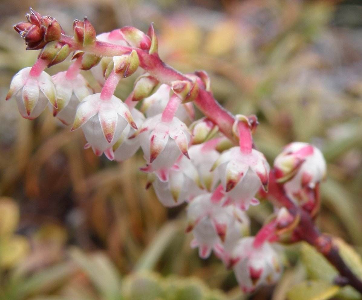 Image of Gaultheria colensoi specimen.