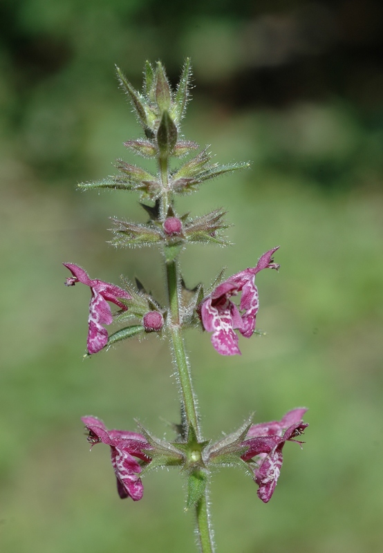 Image of Stachys sylvatica specimen.