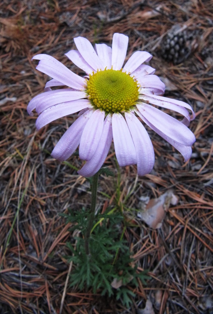 Изображение особи Chrysanthemum zawadskii.