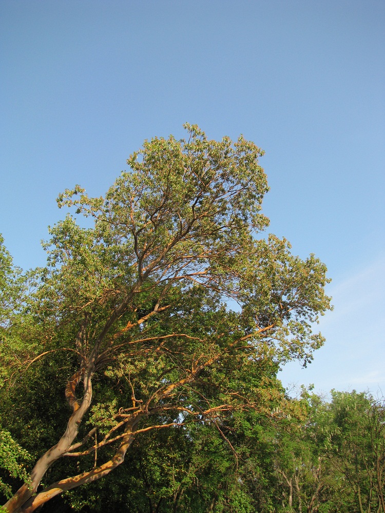 Image of Arbutus andrachne specimen.