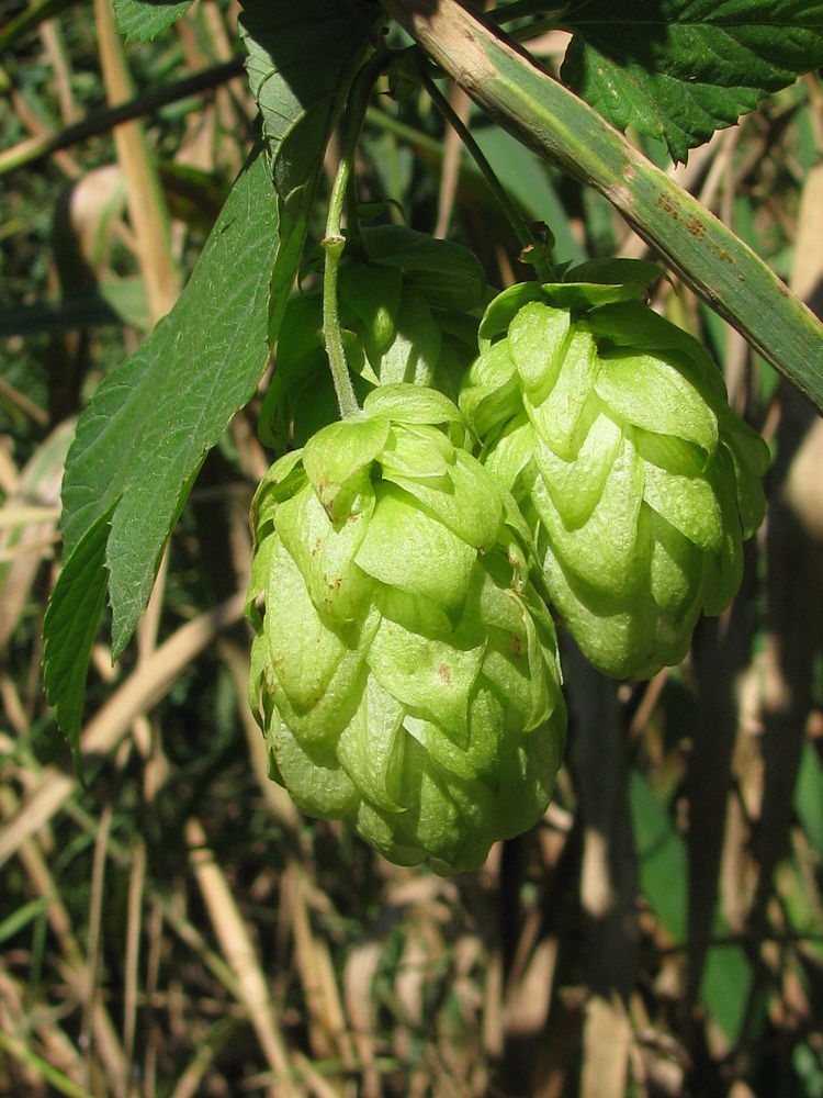 Image of Humulus lupulus specimen.