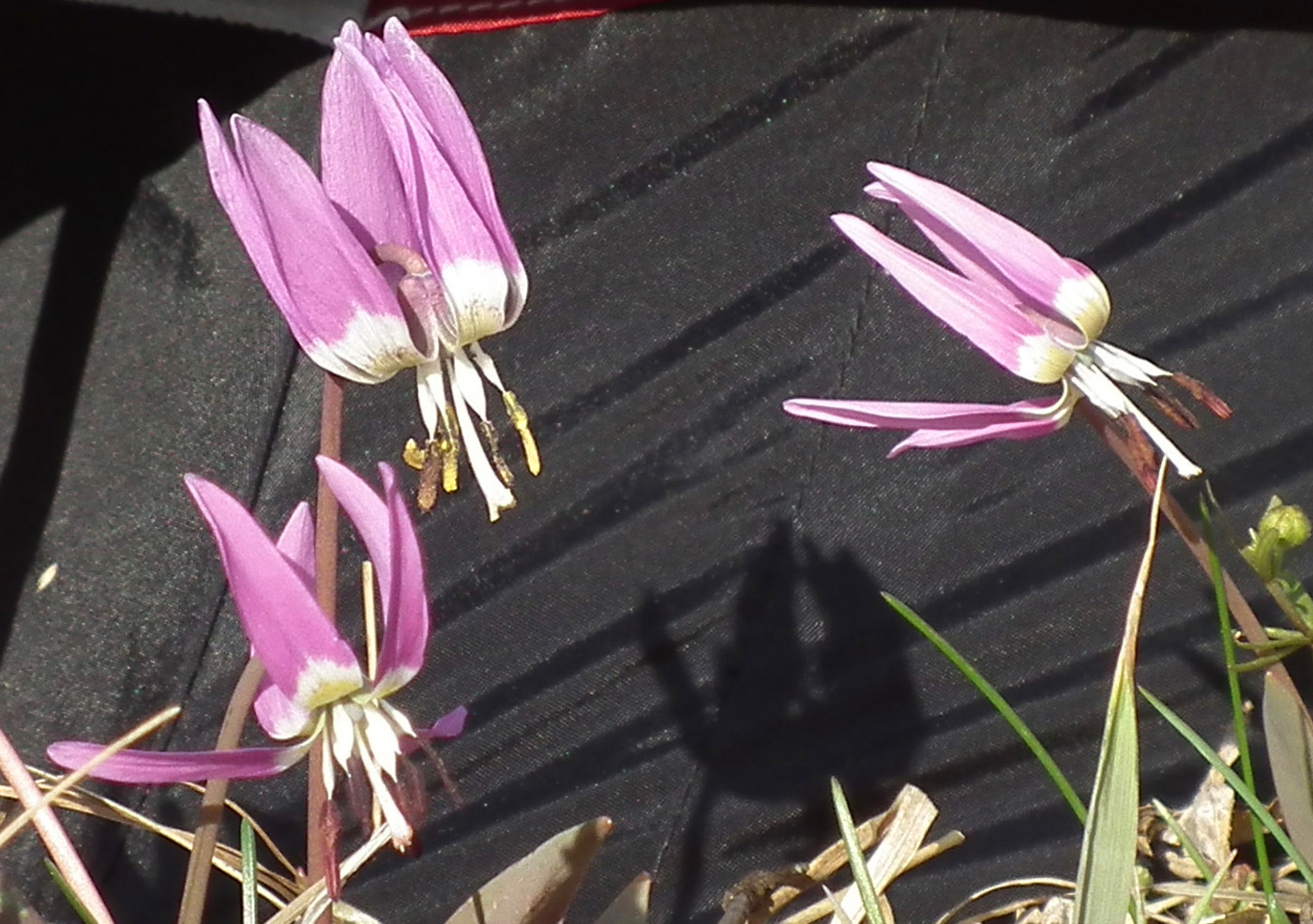 Image of Erythronium sulevii specimen.