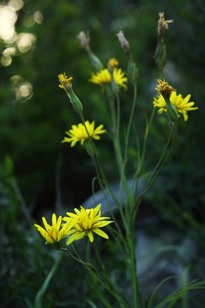 Изображение особи Scorzonera stricta.