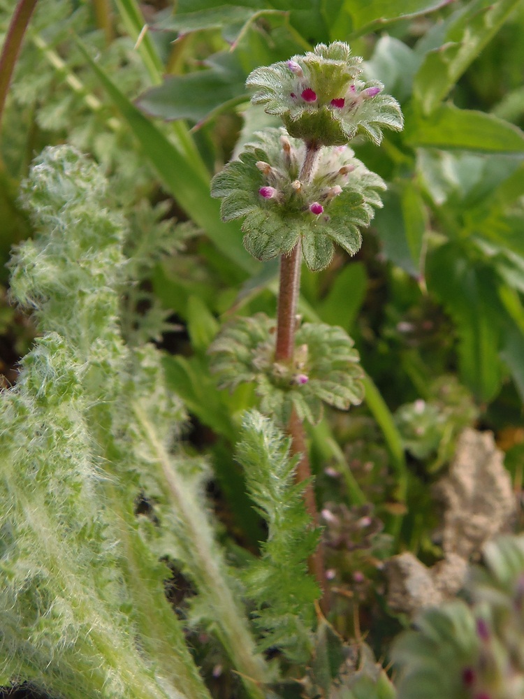 Image of Lamium amplexicaule specimen.