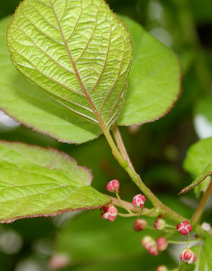 Изображение особи Actinidia kolomikta.