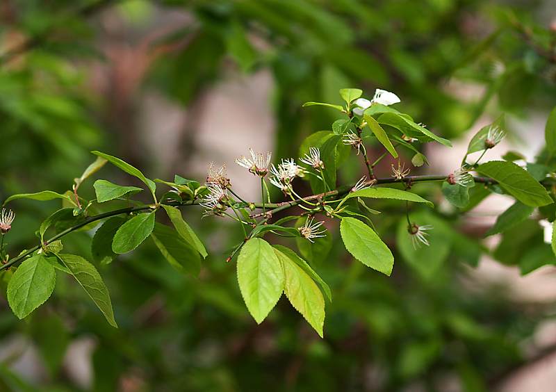 Image of Prunus cerasifera specimen.