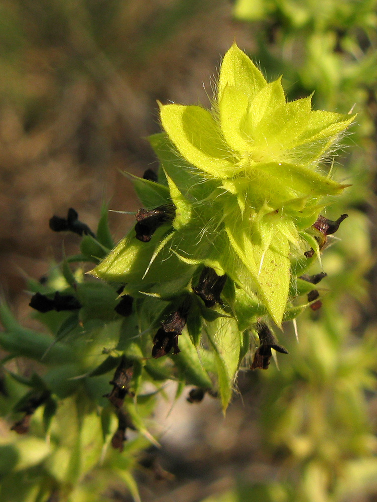 Image of Sideritis montana specimen.