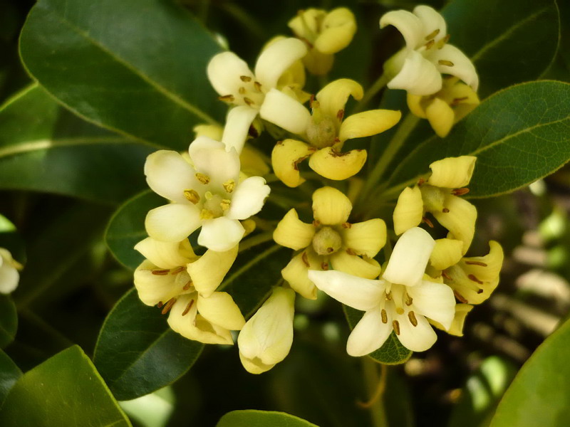 Image of Pittosporum podocarpum specimen.