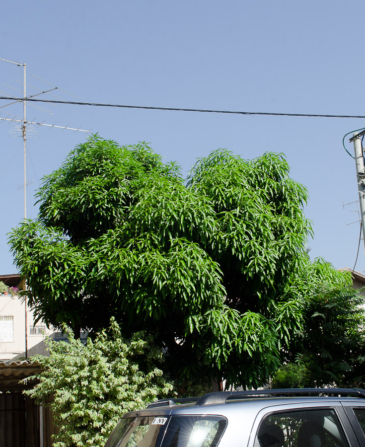 Image of Mangifera indica  specimen.