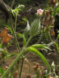 Silene noctiflora. Верхушка побега с распускающимся цветком. Краснодарский край, Крымский р-н, окр. ст. Неберджаевская, р. Богого. 17.09.2013.