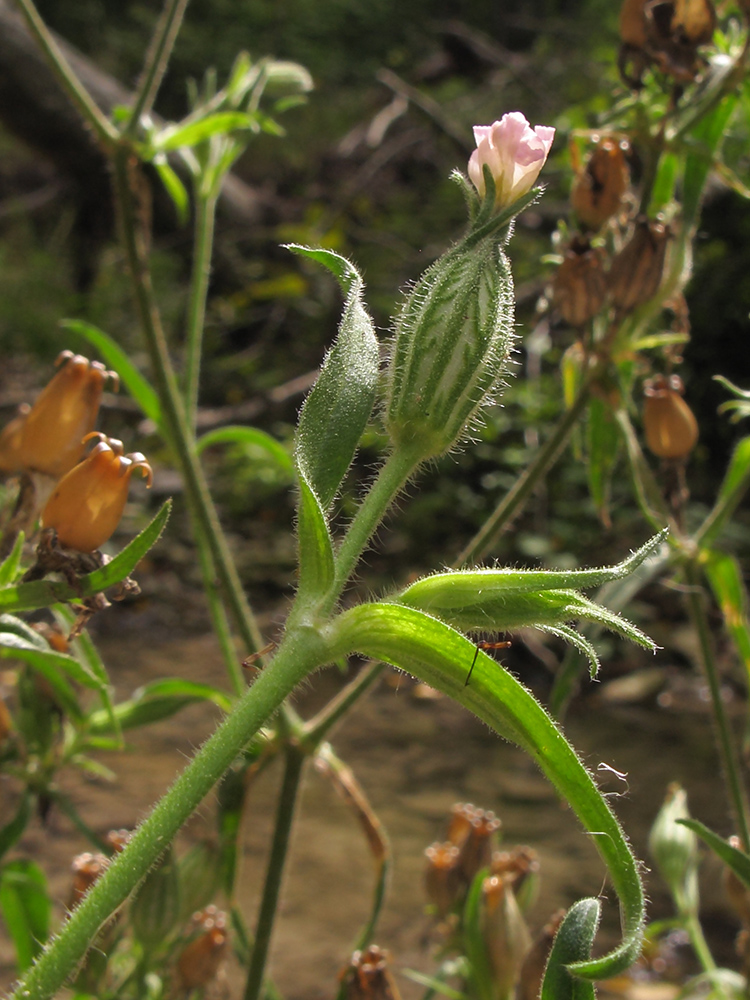 Image of Silene noctiflora specimen.