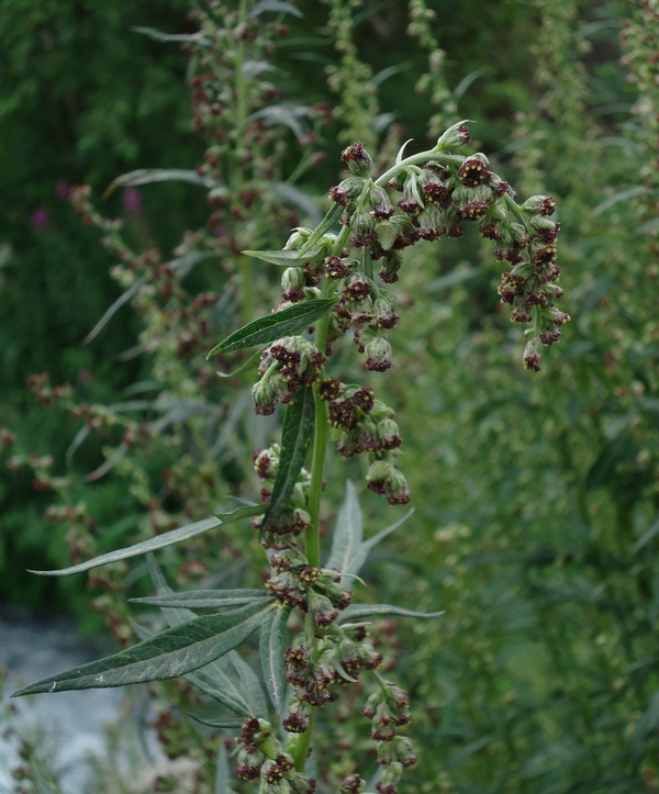 Image of Artemisia opulenta specimen.